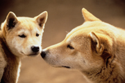 柴犬の親子　田中光常　写真　©KOJO TANAKA 2006