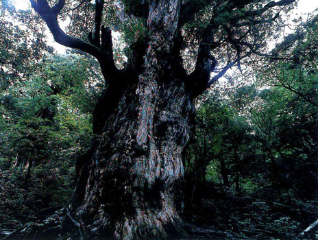 樹齢7200年と伝わる縄文杉（屋久杉）