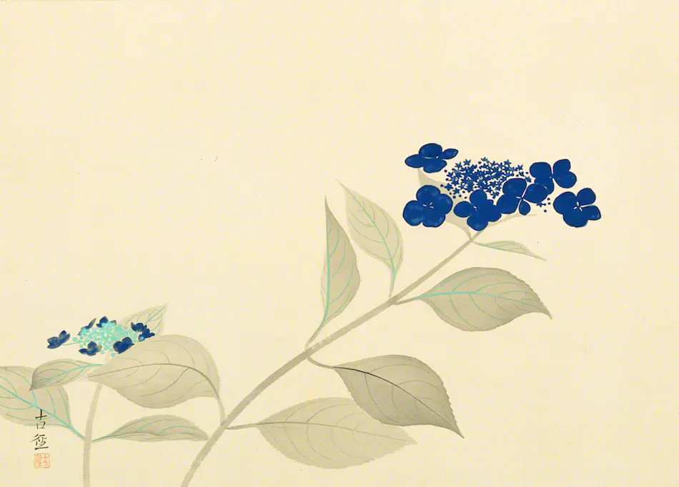 真作/会津勝巳/八仙花/紫陽花図/横物/花図/初夏/掛軸☆宝船☆AK-757 八仙花 - ジャパンサーチ